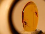 2 diptères die goed bewaard zijn in een cabochon van, Collections, Minéraux & Fossiles
