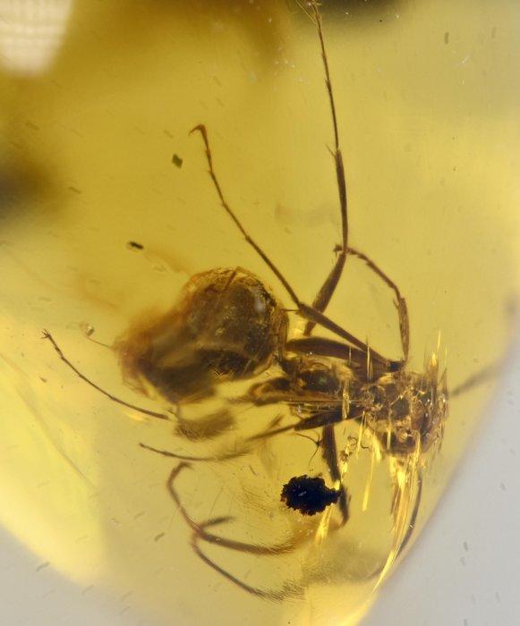 Birmese barnsteen - Fossiele cabochon - Group of 4 pieces, Verzamelen, Mineralen en Fossielen