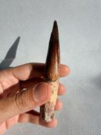 Dinosaurus - Fossiele tand - Spinosaurus aegyptiacus - 13 cm, Verzamelen, Mineralen en Fossielen