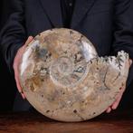 Exclusieve Poolse Cleoniceras - Gefossiliseerde schelp -