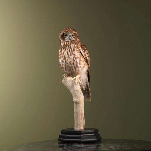 Boeboekuil Taxidermie Opgezette Dieren By Max, Collections, Collections Animaux, Enlèvement ou Envoi