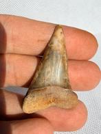 grand requin blanc - Dent fossile - Cosmopolitodus hastalis