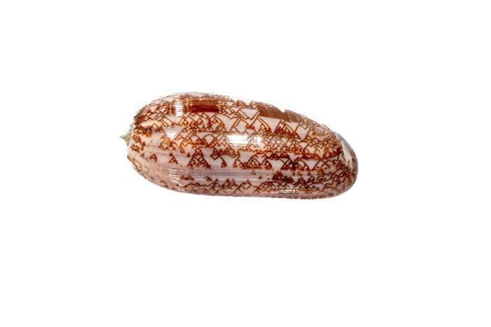 *** 1A Wahl GEM *** Zeeslak  museumkwaliteit Skelet -, Antiek en Kunst, Curiosa en Brocante