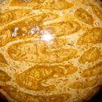 Exclusieve fossiele koraalbol - Krijtperiode - Fossiele