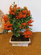 Vuurdoorn bonsai (Pyracantha) - Hoogte (boom): 31 cm -