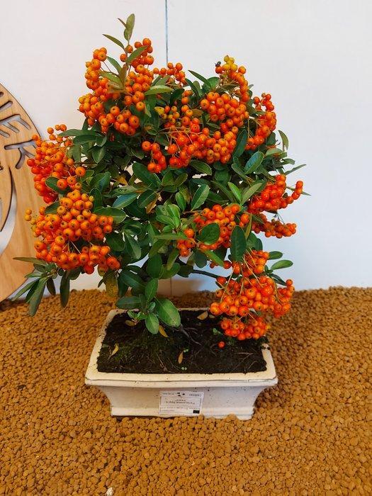 Vuurdoorn bonsai (Pyracantha) - Hoogte (boom): 31 cm -, Antiek en Kunst, Curiosa en Brocante