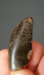 Dinosaurus - Fossiele tand - Ceratosaurus Nasicornis, Verzamelen, Mineralen en Fossielen