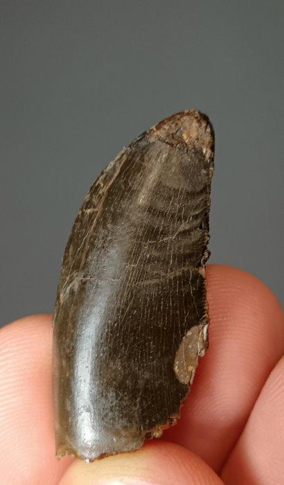 Dinosaurus - Fossiele tand - Ceratosaurus Nasicornis, Verzamelen, Mineralen en Fossielen