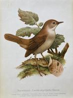 Murr - Nachtigall - jaren 1950