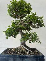 Chinese iep bonsai (Ulmus parviflora) - Hoogte (boom): 55 cm