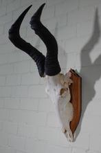Hartebeest skull Schedel - Alcelaphus buselaphus - 45 cm -, Verzamelen, Nieuw