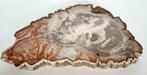 Versteend hout - Gefossiliseerd hout - Dipterocarpus sp. - 3, Verzamelen, Mineralen en Fossielen