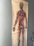 Deutsches Hygiëne Museum Dresden - Oude anatomische