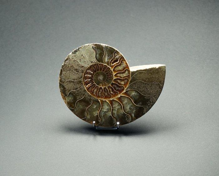 Ammoniet - Gefossiliseerde schelp - Aioloceras (Cleoniceras), Verzamelen, Mineralen en Fossielen