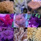 Soft koralen Mix Pack L (15 zachte koralen), Dieren en Toebehoren, Vissen | Aquaria en Toebehoren, Nieuw, Verzenden