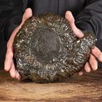 Incroyablement rare - Ammonite pyritisée noire -