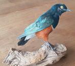 Eenmalig mooie Dreifarben-Glanzstar Taxidermie volledige