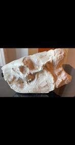 Fossiele schedel - Merycoidodon - 16 cm - 25 cm, Verzamelen