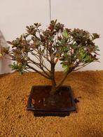 Azalea bonsai (Rhododendron) - Hoogte (boom): 24 cm - Diepte