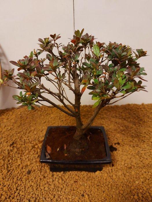 Azalea bonsai (Rhododendron) - Hoogte (boom): 24 cm - Diepte, Antiquités & Art, Curiosités & Brocante