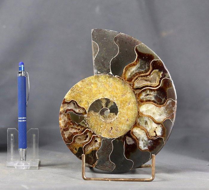 Grote - Beste decoratieve ammonietsnede - Met elegante, Collections, Minéraux & Fossiles