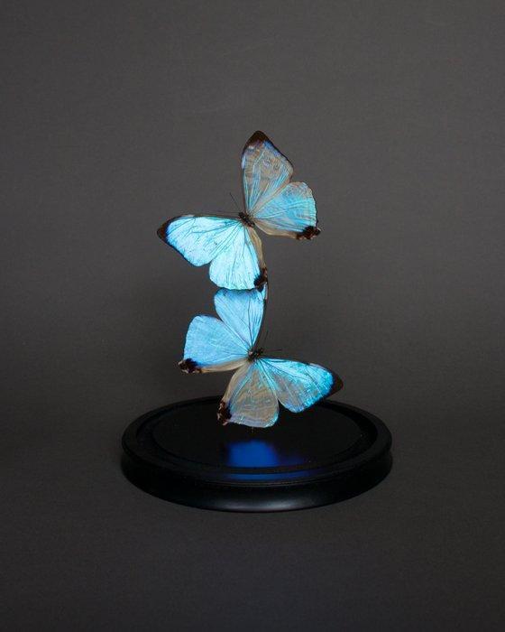 Vlinder Taxidermie volledige montage - Morpho sulkowskyi -, Antiek en Kunst, Curiosa en Brocante
