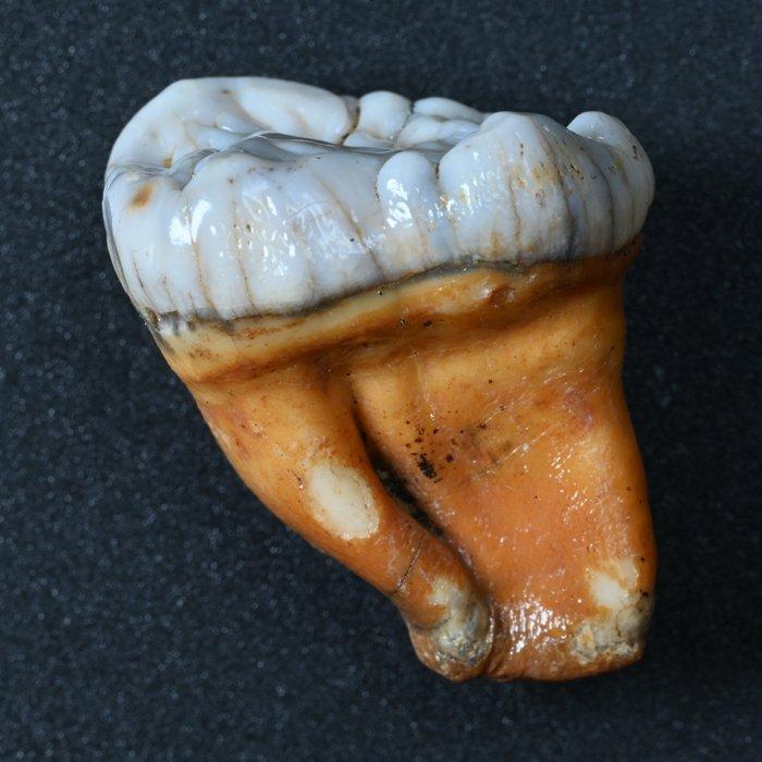 Holenbeer - Fossiele tand - Ursus spelaeus - 28 mm - 24.8 mm, Collections, Minéraux & Fossiles