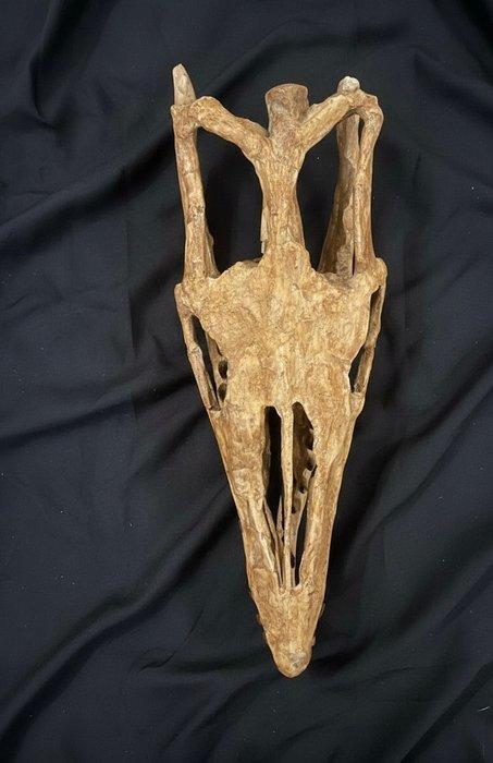 Mosasaurus Schedel van een reptiel - Tylosaurus proriger -, Verzamelen, Mineralen en Fossielen