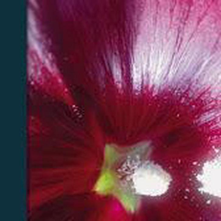 Bioresonantie als levenswerk 9789490215040 Rob Kemper, Boeken, Overige Boeken, Zo goed als nieuw, Verzenden