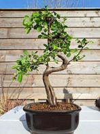 Chinese iep bonsai (Ulmus parviflora) - Hoogte (boom): 25 cm, Antiek en Kunst, Curiosa en Brocante