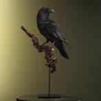 Raaf Taxidermie volledige montage - Corvus corax - 82 cm -, Collections