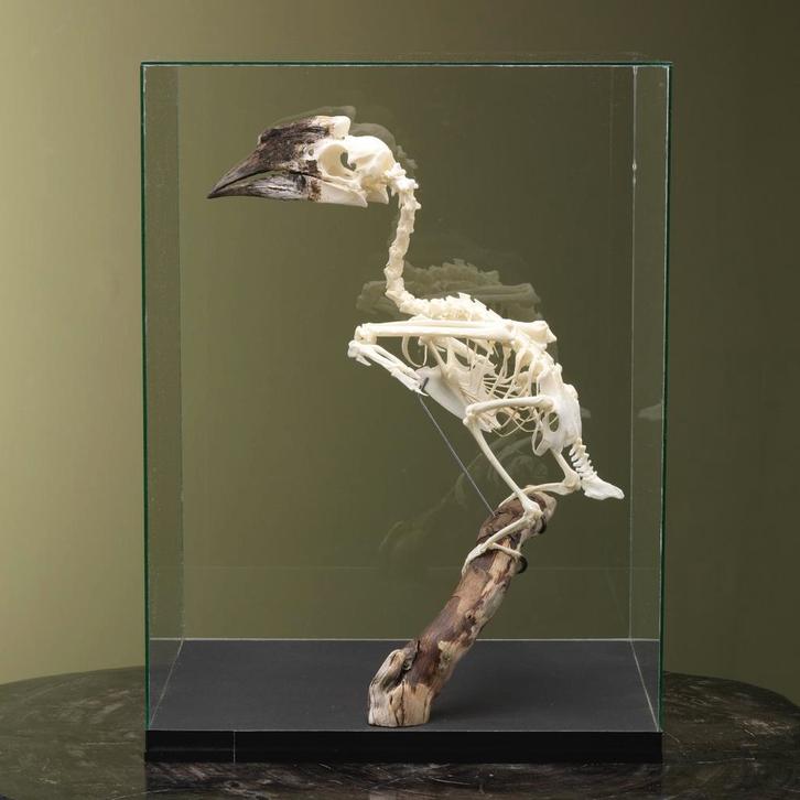 Trompetneushoornvogel V Skelet, Verzamelen, Dierenverzamelingen, Opgezet dier, Nieuw, Vogel, Ophalen of Verzenden