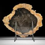 Indrukwekkende grote plak versteend hout op een op maat