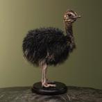 Struisvogel Kuiken Zwart Taxidermie Opgezette Dieren By Max, Ophalen of Verzenden, Opgezet dier