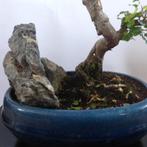 Sageretia bonsai (Sageretia theezans) - Hoogte (boom): 30 cm