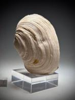 Fossiele Geoduck - Gefossiliseerde schelp - Panopea