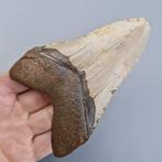 Megalodon Shark - Fossiele tand - megaselachus megalodon -, Verzamelen