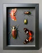 Vlinder Taxidermie volledige montage - Helioconus red x