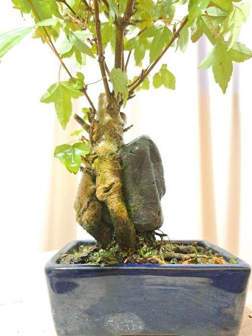 Drietand Esdoorn (Acer Buergerianum) - Hoogte (boom): 25 cm, Antiek en Kunst, Curiosa en Brocante