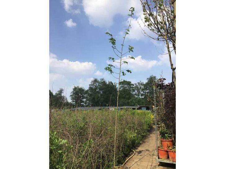 Sierbomen - Linde (x10), Jardin & Terrasse, Plantes | Arbres