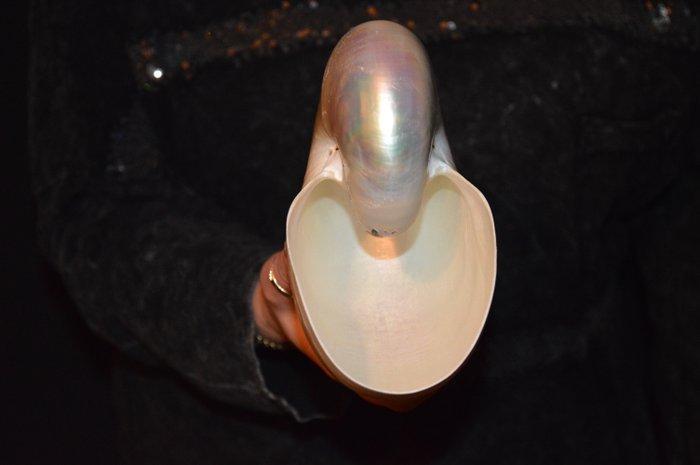 Nautiloidea Zeeschelp - S-18 NAUTILUS POMPILIUS (Zonder, Verzamelen, Dierenverzamelingen