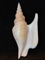 Escargot de mer Coquillage marin - S-78 STROMBUS LISTERI, Nieuw