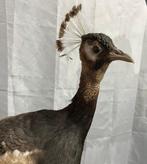 Paon Support mural pour taxidermie - Pago cristatus - 160 cm
