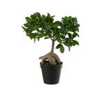 Decoratief ornament - Fig Ficus Tree in Pot - Azië, Antiek en Kunst