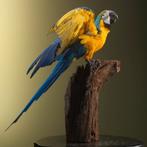 Blauw-Gele Ara Taxidermie Opgezette Dieren By Max, Verzamelen, Nieuw, Opgezet dier, Vogel, Ophalen of Verzenden
