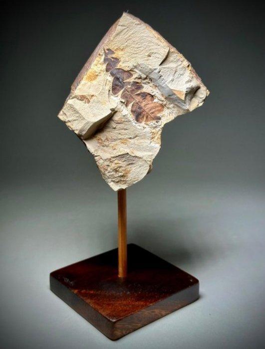 Comptonia - Gefossiliseerde plant - Comptonia (Zonder, Verzamelen, Mineralen en Fossielen