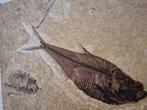 Poisson - Animal fossilisé - Diplomystus dentatus, Verzamelen