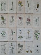 James Sowerby - 20 deels handgekleurde lithos