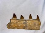 Fossiele kaak - Fossiele tanden - mosasaur - 14 cm (Zonder