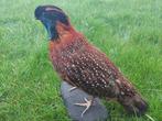 Temmincks Tragopan Fazant Taxidermie volledige montage -, Verzamelen, Nieuw